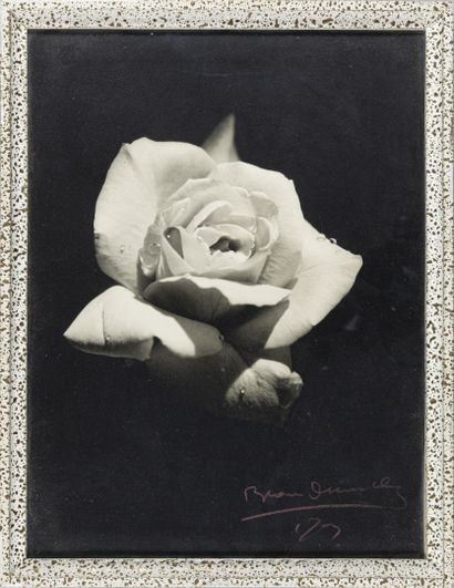 null BLANC & DEMILLY Théo BLANC (1891-1985) et Antoine DEMILLY (1892-1964)

La rose...