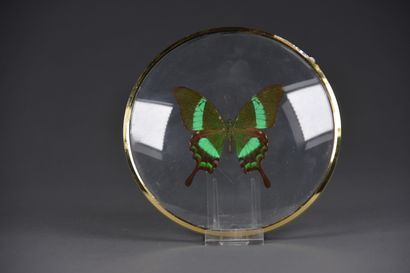 null Papillon naturalisé, dans un encadrement vitré circulaire

Diam. 15 cm