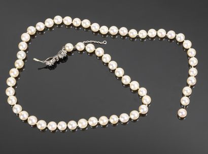 null Collier de perles de culture en choker (diamètres : 7.3 à 7.8 mm environ), le...