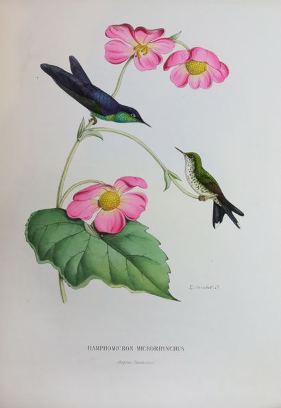 null MULSANT (Et) - VERREAUX (E). Histoire naturelle des Oiseaux Mouches ou Colibris....