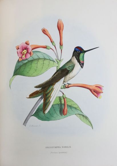 null MULSANT (And) - VERREAUX (E). Natural history of the Fly Birds or Hummingbirds....
