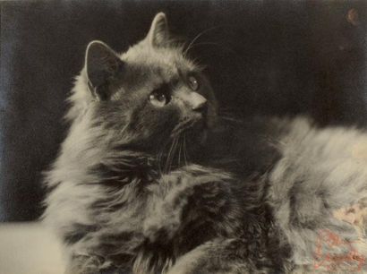 BLANC & DEMILLY Théo BLANC (1891-1985) et Antoine DEMILLY (1892-1964) Le Chat Tirage...