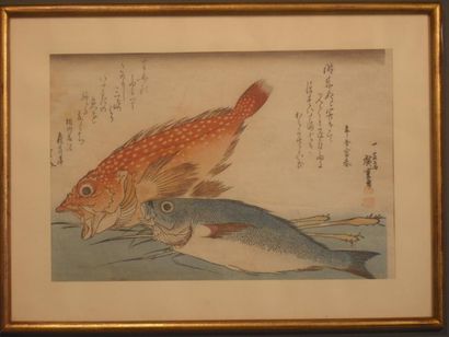 HIROSHIGE (1797-1858) Oban yoko-e de la série "Uwo zukushi", série des poissons,...