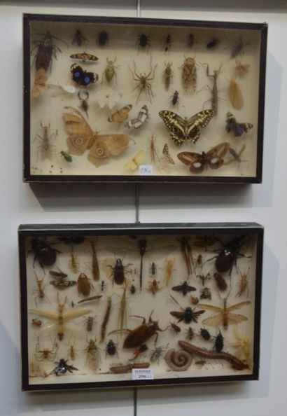 null ENTOMOLOGIE Deux boîtes cadres contenant une collection d'insectes (papillons,...