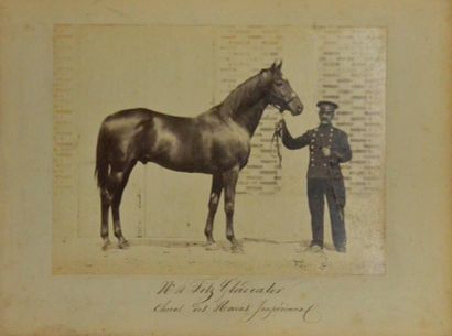 null Fitz-Gladiator, cheval des Haras Impériaux, vers 1860
Superbe tirage albuminé...