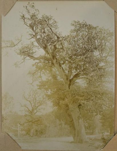 Jean-Charles BODMER (1809-1893) Arbres de la forêt de Barbizon
Rare suite de 4 tirages...