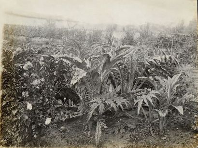 Félix THIOLLIER (1842-1914) Cardons au potager, vers 1900
Tirage argentique
H. 29,8...