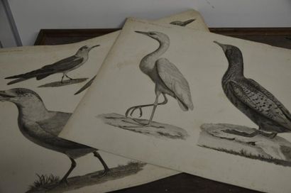 null D'après Jacques BARRABAND (1767- 1809)

Paire d'oiseaux

Gravures de Bouquet

Quelques...
