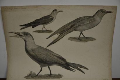 null D'après Jacques BARRABAND (1767- 1809)

Paire d'oiseaux

Gravures de Bouquet

Quelques...
