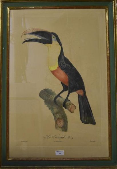 ESTAMPES D'après Jacques BARRABAND (1767-1809) Le toucan n°9 Gravure aquarellée d'un...