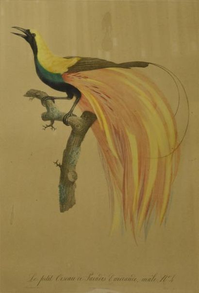 ESTAMPES D'après Jacques BARRABAND (1767-1809). Le petit oiseau de paradis émeraude...