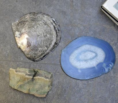 Minéraux - Fossiles - Coquillages Important lot de minéraux et fossiles divers dont...