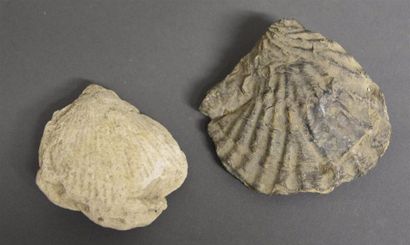 Minéraux - Fossiles - Coquillages Deux coquillages fossilisés H. 7,5 cm et 8,5 c...