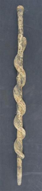 null Canne de poilu en bois sculpté à décor d'un serpent s'enroulant L. 92 cm Us...