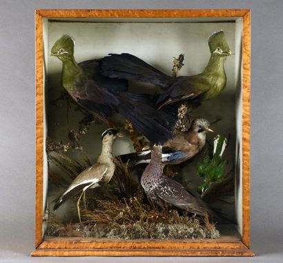 null Vitrine diorama en loupe de noyer présentant sept oiseaux naturalisés posés...
