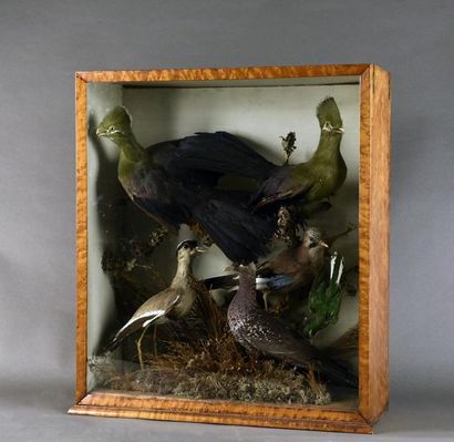 null Vitrine diorama en loupe de noyer présentant sept oiseaux naturalisés posés...