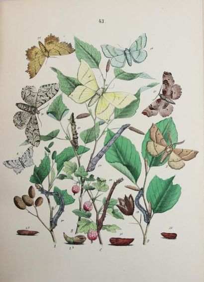 MUSÉE ENTOMOLOGIQUE ILLUSTRE. HISTOIRE NATURELLE ICONOGRAPHIQUE DES INSECTES, publiée...