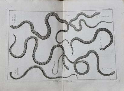 ESTAMPES Tableau encyclopédique et méthodique des trois règnes de la Nature Erpétologie,...