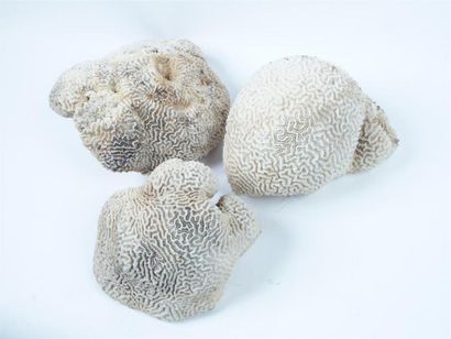 null Lot de trois coraux blancs (Scleractinia spp) (II/B) pré-convention : spécimens...