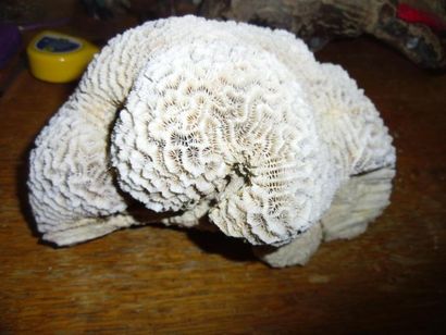 null Lot de trois coraux blancs (Scleractinia spp) (II/B) pré-convention : spécimens...
