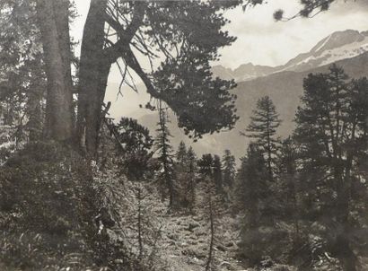 Jean GABERELL (1887-1949) 
Forêt d'Aletsch, Canton du Valais, Suisse vers 1920 3...