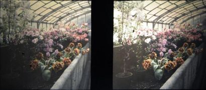 AUTOCHROMES Stéréoscopiques, vers 1920
Serres fleuries
Réunion de 17 autochromes...
