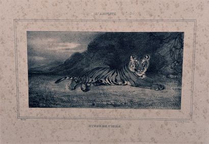 Antoine Louis Barye (1796-1875) * Étude de tigre
Lithographie, Delteil 2, épreuve...