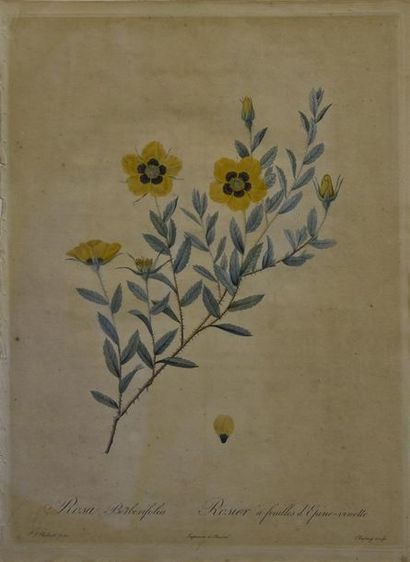 null Pierre Joseph REDOUTÉ (1759-1840)

Rosa Berberifolia 1817

Eau-forte en couleurs....