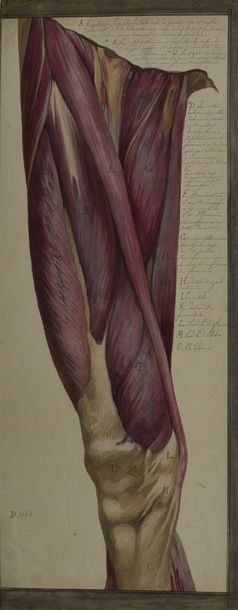 null D'après Pierre de CORTONE (1596 - 1669) Deux planches pour " Tabulae anatomicae...