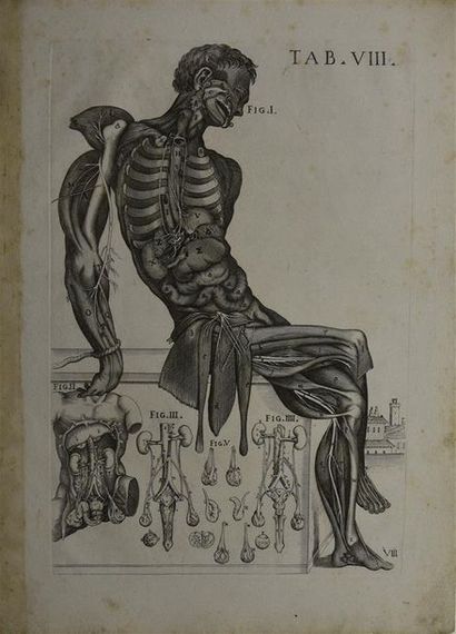 null D'après Pierre de CORTONE (1596 - 1669) Deux planches pour " Tabulae anatomicae...