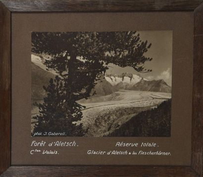 null Jean GABERELL (1887-1949) Forêt d'Aletsch, Canton du Valais, Suisse vers 1920...