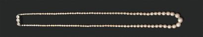 null Collier en chute de perles fines, fermoir en or gris 750 millièmes serti de...