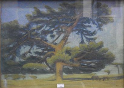 null Maurice RODIEUX (1876-1927) Etude d'un pin Pastel signé en bas à gauche, situé...