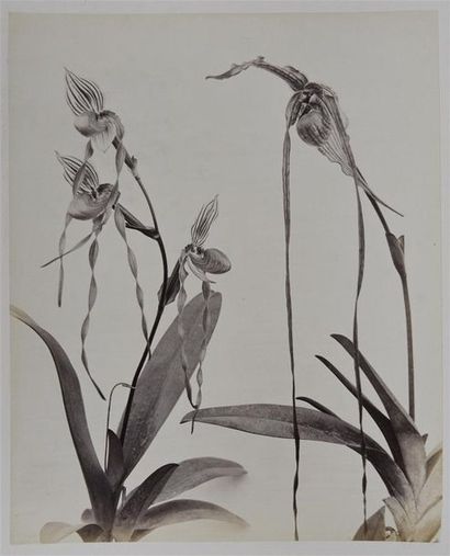 null Études de fleurs et de végétaux, vers 1860
Remarquable suite de 39 tirages albuminés...