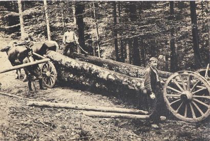 null Sylviculture, Service des Eaux et Forêts, vers 1910
Magnifique suite de 19 tirages...