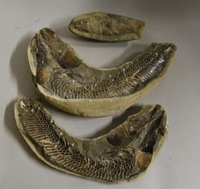 null Lot de deux fossiles de poissons, dont un grand avec couvercle L. 35 cm et L....