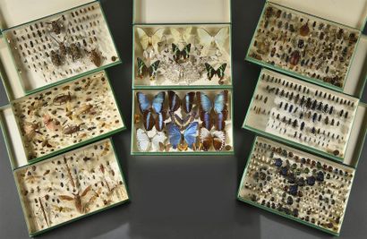 null Important lot de vingt-deux boîtes entomologiques contenant différentes espèces,...
