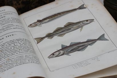 null Oeuvres de Lacepède, Eymery éditeur, 1825, 5 volumes reliés in-8, environ 115...