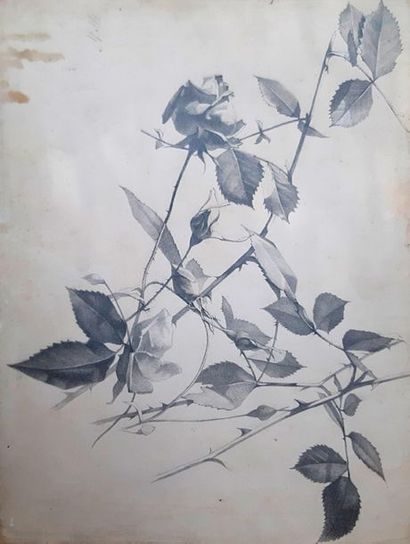 null FOUQUET (XIXe siècle)
Etudes de fleurs et feuillages
Ensemble de 18 dessins...