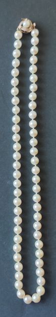 null NECKLACE of cultured pearls, clasp in yellow gold 14 K not controlled length...