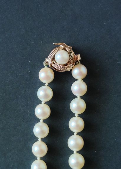 NECKLACE of cultured pearls, clasp in yellow...
