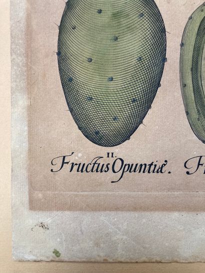 null Basilius BESLER (1561-1629)
Folium opuntiae cum flore et fructu
Gravure au burin...