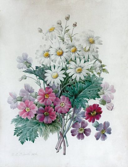 Pierre-Joseph REDOUTE (1759-1840) Marguerites et fleurs des champs Graphite et aquarelle,...