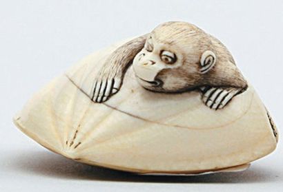 null NETSUKE en ivoire représentant un singe sortant d'un coquillage. Non signé....