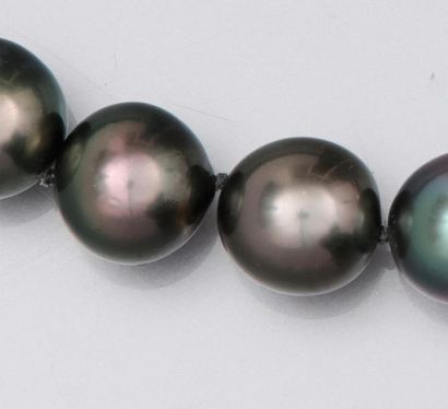null Collier de perles de culture grises de Tahiti diamètre10.5 à 11.8 mm. Fermoir...
