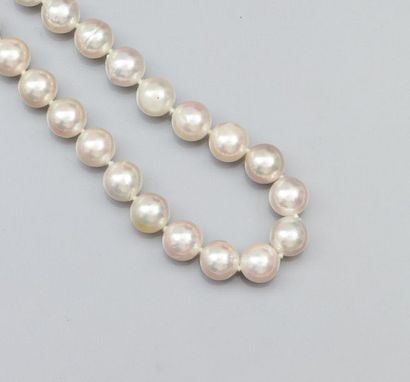 null Collier de perles de culture du japon diamètre 8.5/9 mm, fermoir anneau en or...