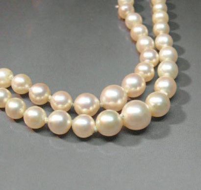null COLLIER formé de deux rangs de perles de culture (Japon) en chute diamètre 3...