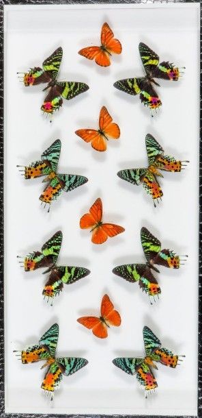Composition aux papillons Cadre: 60 x 30...