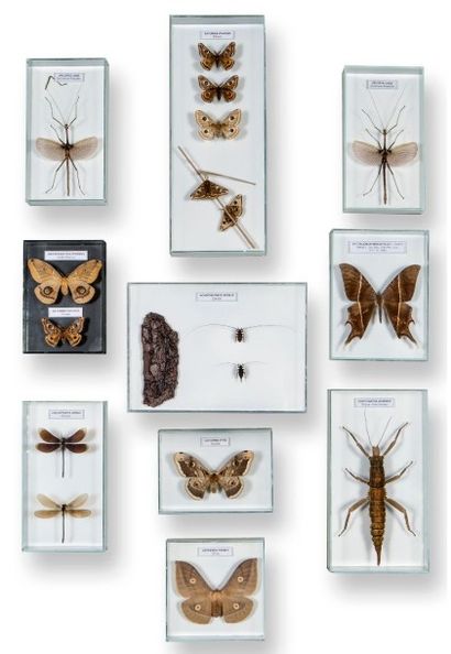 Bel ensemble de papillons et insectes présentés...