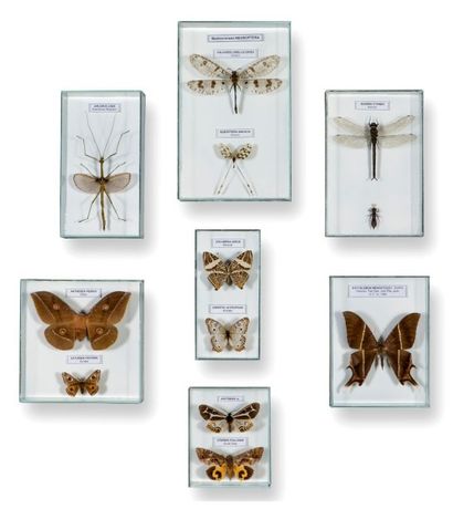 Bel ensemble de papillons et insectes présentés...